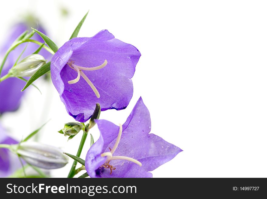 Bouquet of blue campanulas on a white background