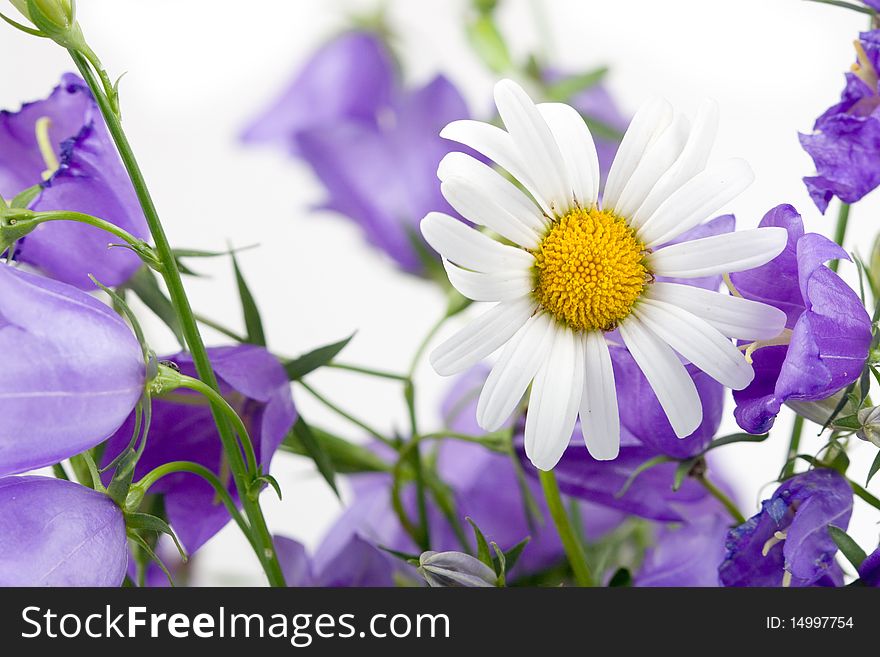 Chamomile and campanulas on white background, summer flower