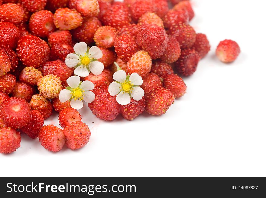 Wild strawberry isolated on white background