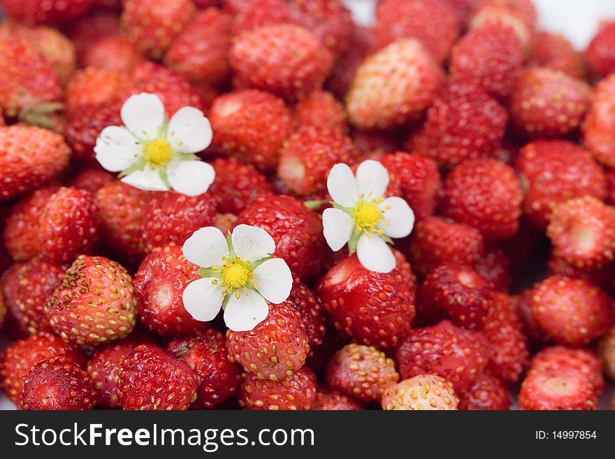 Wild strawberry isolated on white background