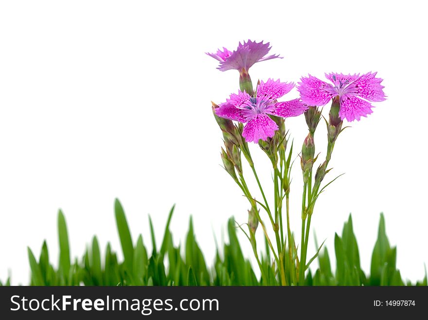 Carnation and green grass on white background