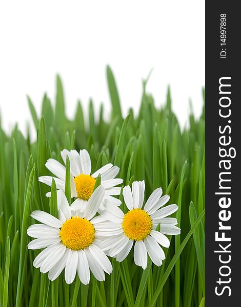 Chamomiles and green grass on white background