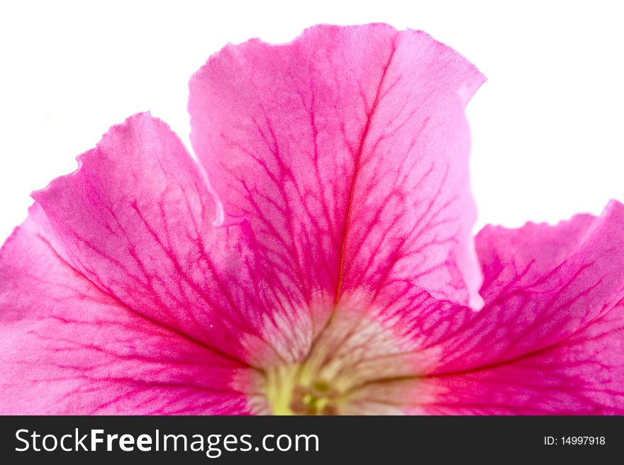 Pink petunia isolated on a white background