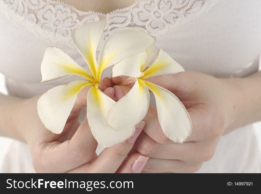 Woman hands holding beautiful frangipani. Woman hands holding beautiful frangipani