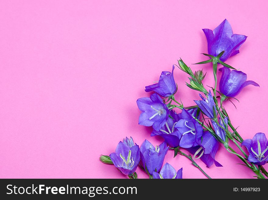 Bouquet of campanulas on a pink background. Bouquet of campanulas on a pink background