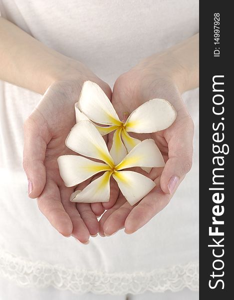 Close-up of a woman's hands holding Frangipani. Close-up of a woman's hands holding Frangipani