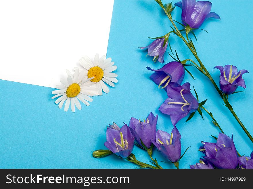 Card for congratulations with bluebells and daisies on a blue background