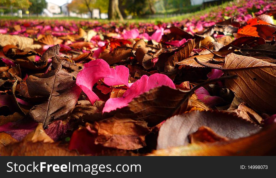 Pink Petals Among Fallen Leaves