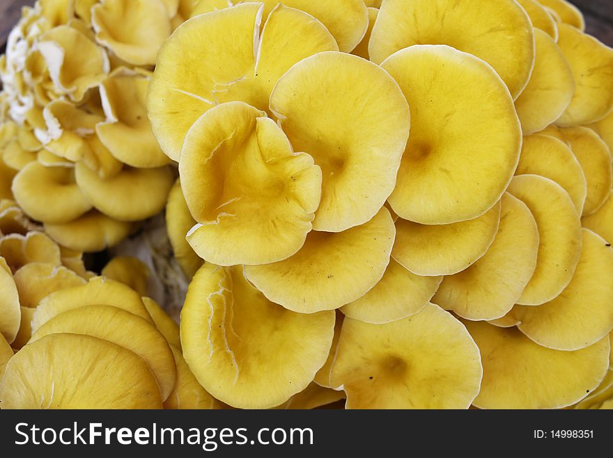 Delicious yellow Mushrooms on sale