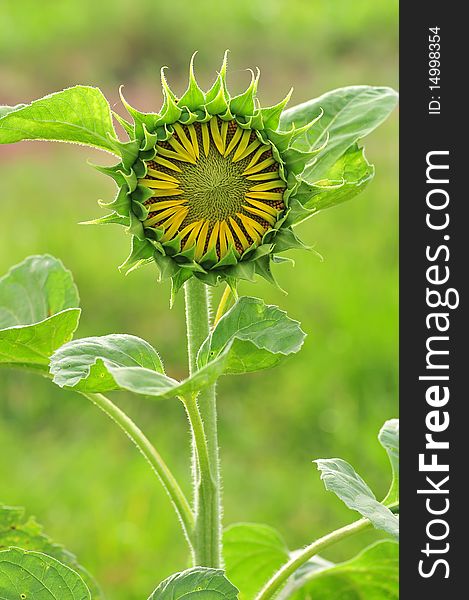 A baby sunflower in field