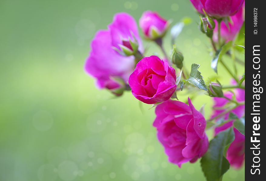 Pink roses