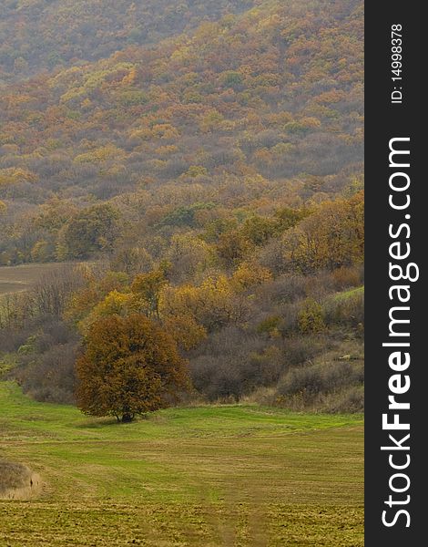 Yellow Landscape with yellow trees near forest. Yellow Landscape with yellow trees near forest