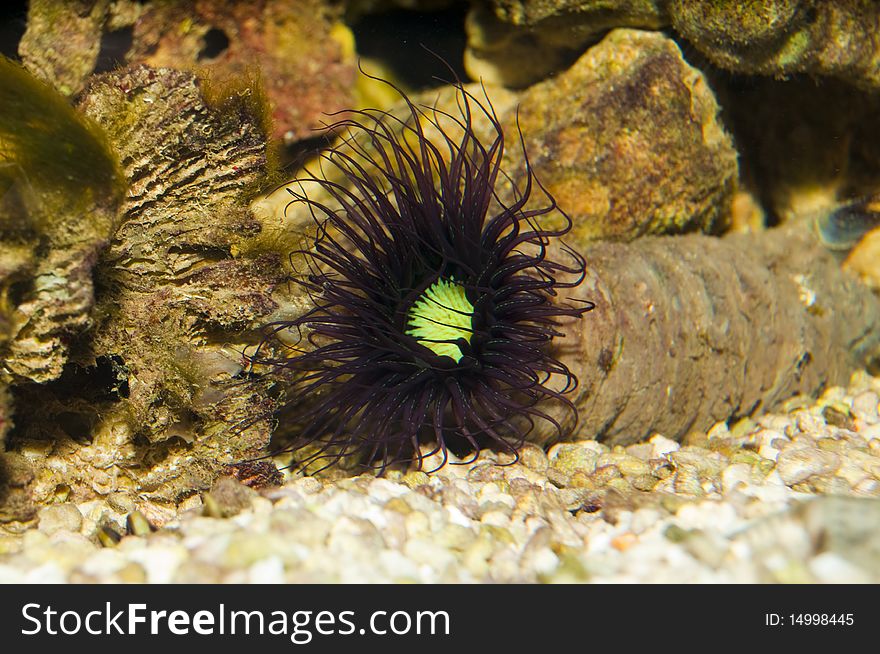 Tube Anemone in Saltwater Aquarium. Tube Anemone in Saltwater Aquarium