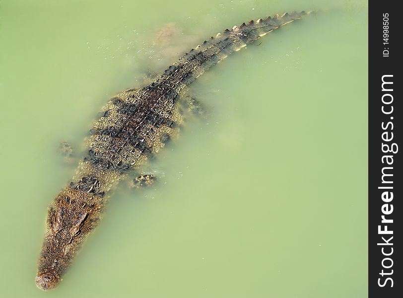 A Crocodile floats in the river