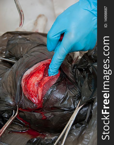 Surgical incision on the body of a dog