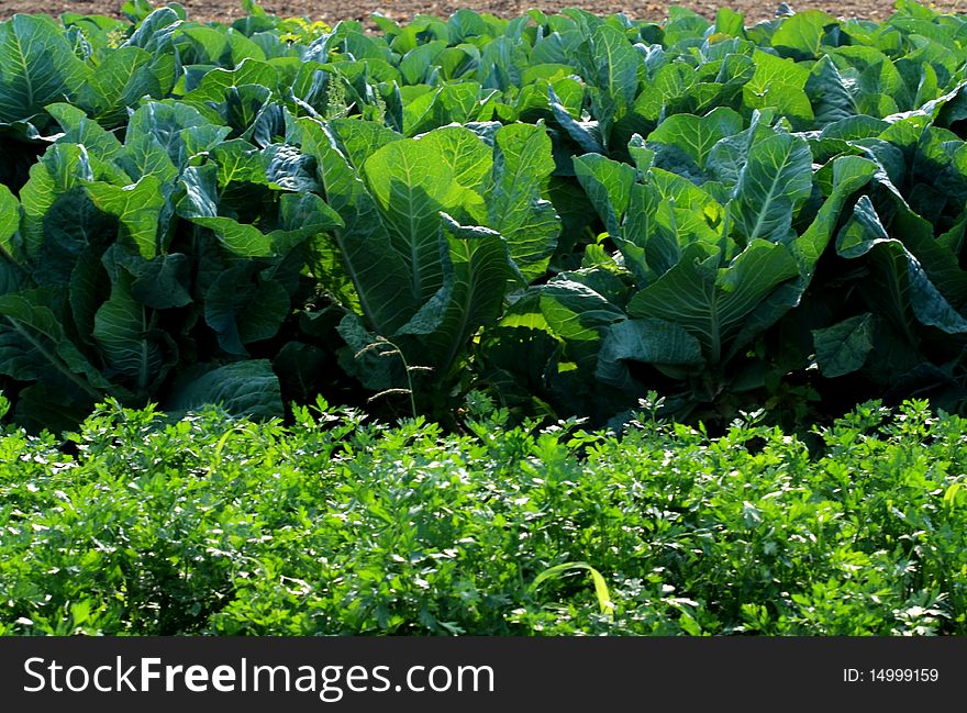 Vegetable-growing on the free land. Sheet parsley and cabbage plants prosper here in nice cooperation admirably. Vegetable-growing on the free land. Sheet parsley and cabbage plants prosper here in nice cooperation admirably.