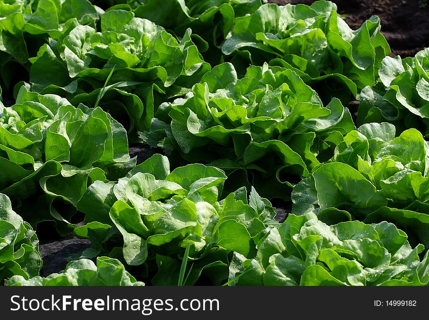 Lettuce in rows on a field cultivated.
