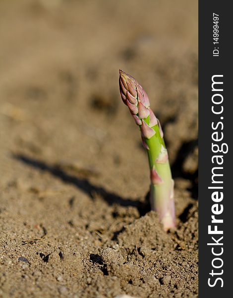 An asparagus point looks from the ground. An asparagus point looks from the ground.