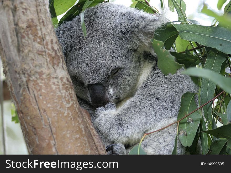 Koala sleeping in a Eucalyptus tree, Australia. Koala sleeping in a Eucalyptus tree, Australia