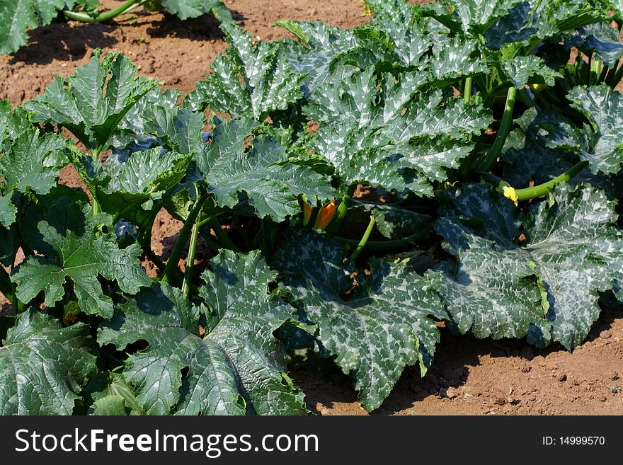 Courgette Plants