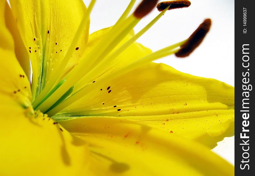 Close up yellow lilies on white background