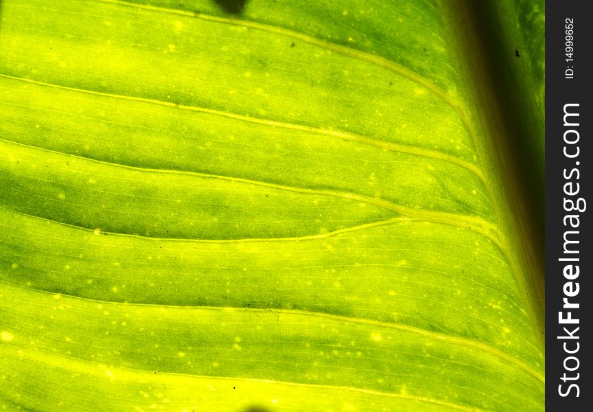Texture of leaf in green color