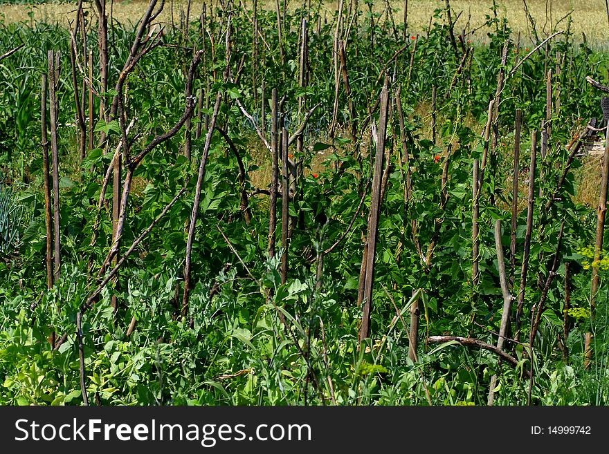 Pole beans in the garden