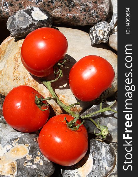 Four red tomatoes lie on stones in the sun. Four red tomatoes lie on stones in the sun.