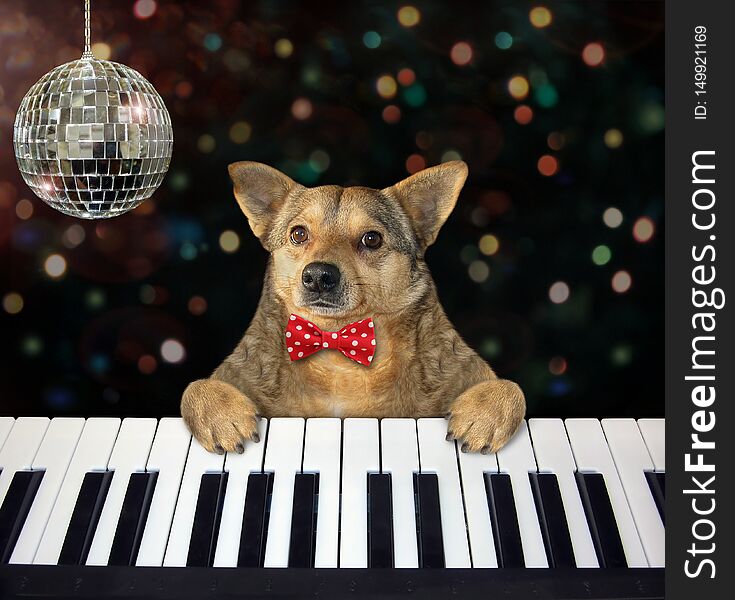 The dog musician in a red bow tie plays the piano in the nightclub. White background. Isolated. The dog musician in a red bow tie plays the piano in the nightclub. White background. Isolated