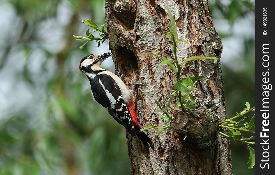 A stunning male Great spotted Woodpecker, Dendrocopos major, perching on the edge of its nesting hole in a Willow tree with a beak