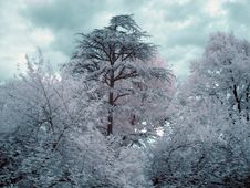 Infrared Trees Stock Image Infrared Trees Stock Image