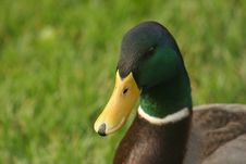 Mallard Duck Royalty Free Stock Photos