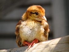 Nestling Macartney Stock Image