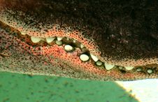 Alligator Teeth Royalty Free Stock Photo Alligator Teeth Royalty Free Stock Photo