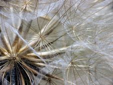 Puffball Closeup Stock Photo Puffball Closeup Stock Photo
