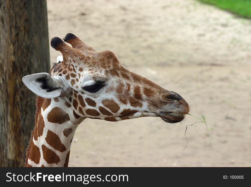 Profile of baby giraffe