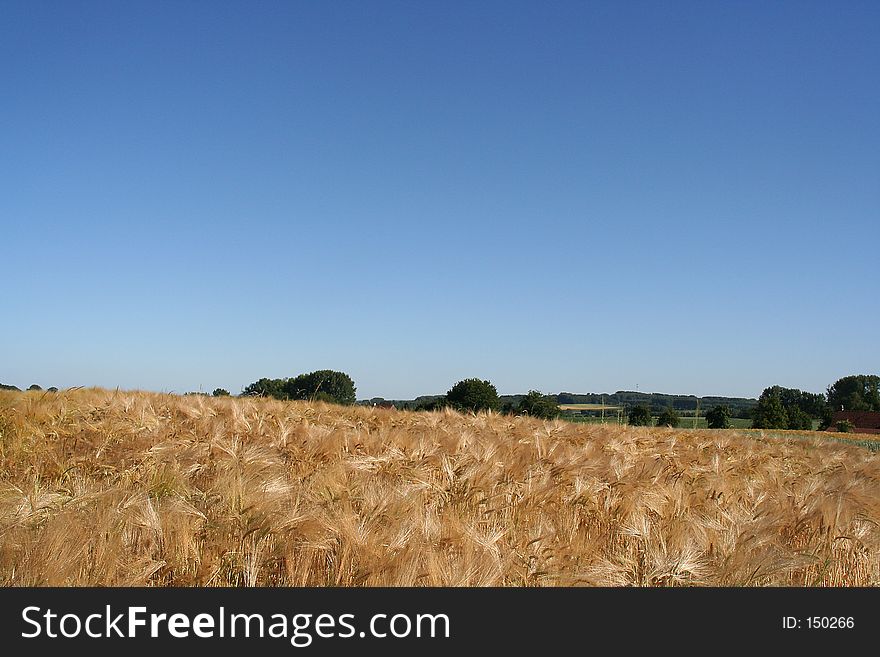 Golden wheat field with bright blue sky