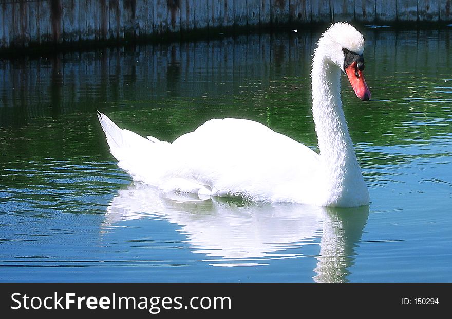 White swan from Malta