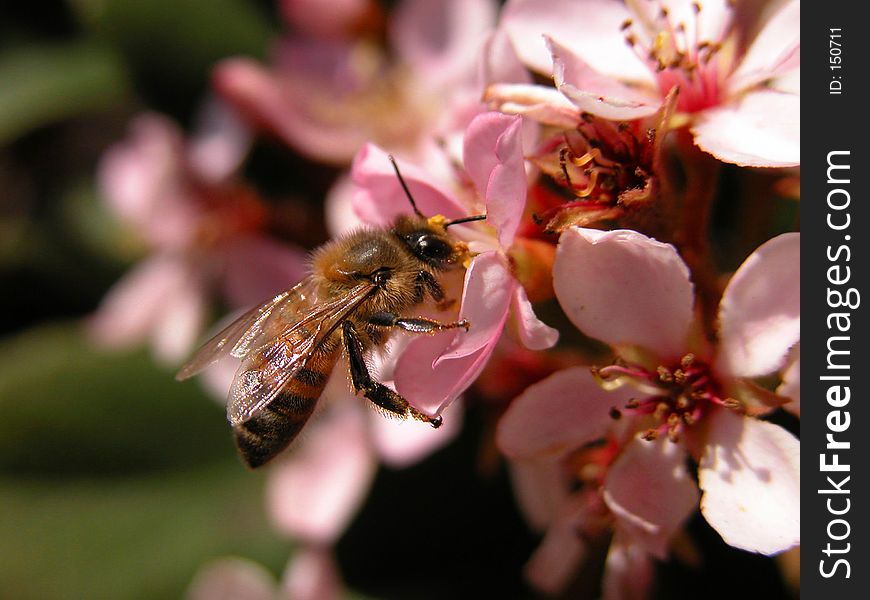 Bumblebee on pink flowers