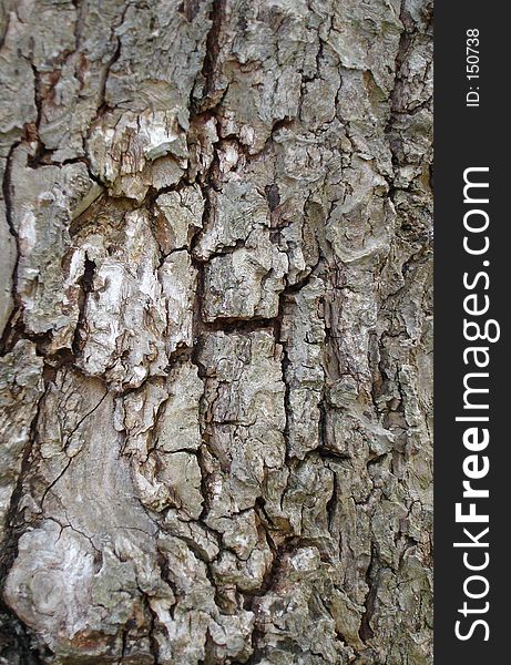 Close Up Of Tree Bark