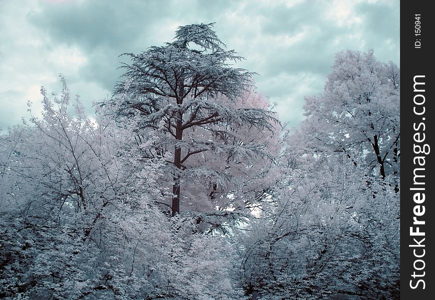 Infrared Trees in Central Park NYC