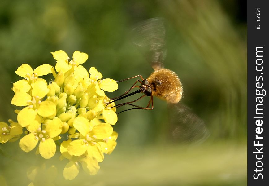 Insect on yellow flowers. Insect on yellow flowers