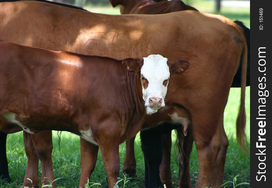 Calf getting ready to nurse. Calf getting ready to nurse