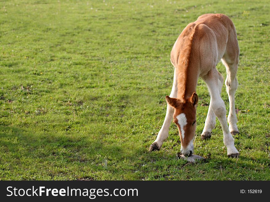 New born draft horse in a pasture Waterloo Iowa. New born draft horse in a pasture Waterloo Iowa