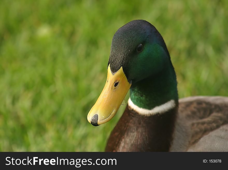 Close-up of a Mallard duck in the grass