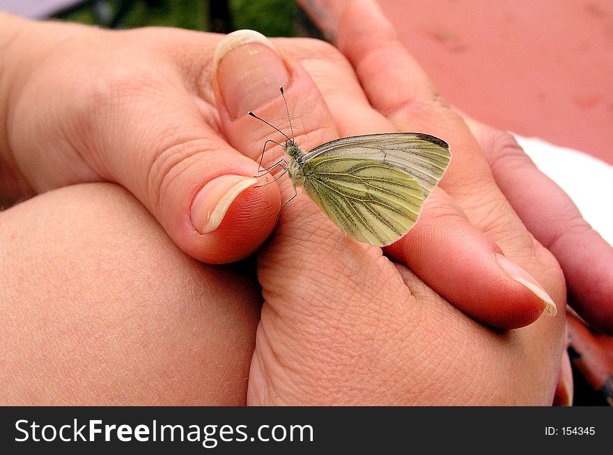 The cabbage white butterfly on the hands. The cabbage white butterfly on the hands