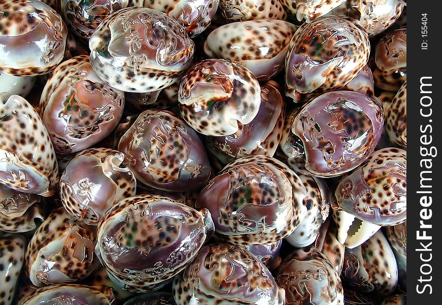 Many beautiful shells collected together.