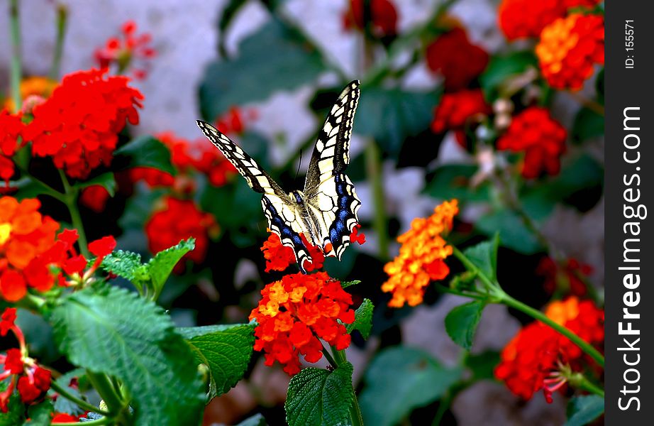 Close up of a butterfly on a red flower