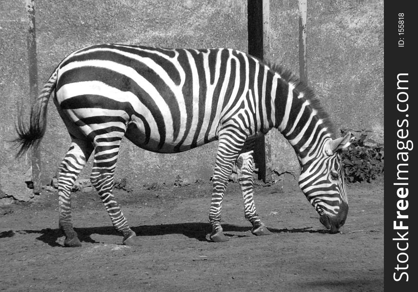 Black and white photo of a zebra in a ZOO. Black and white photo of a zebra in a ZOO