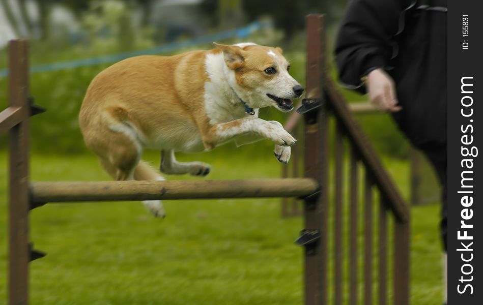 Dog during a hurdle jump. Dog during a hurdle jump